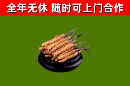 南开回收散虫草